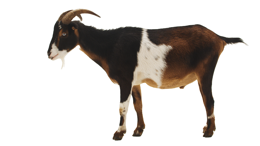 The Goat
